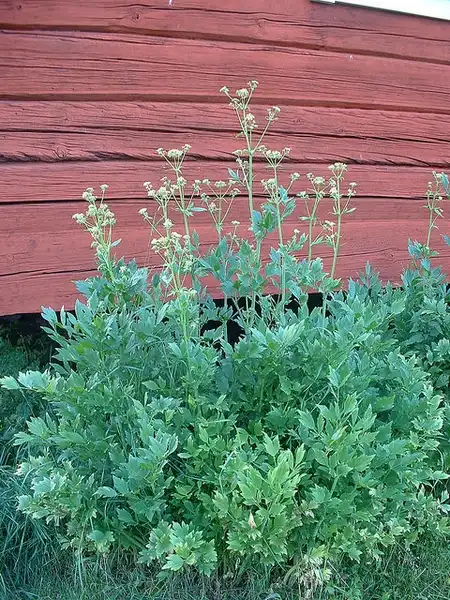Photo of Levisticum officinale (Levisticum officinales)