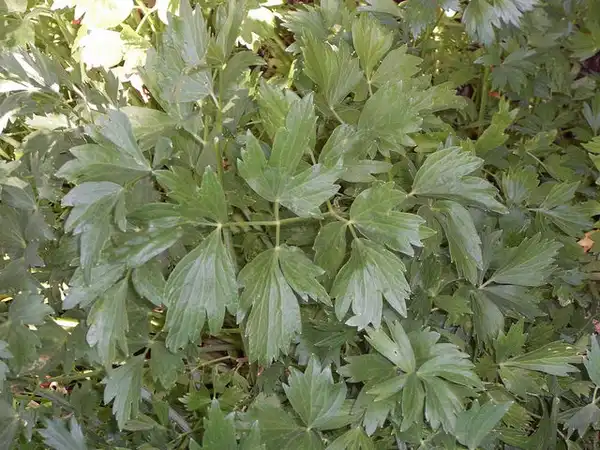 Photo of Levisticum officinale (Levisticum officinales)