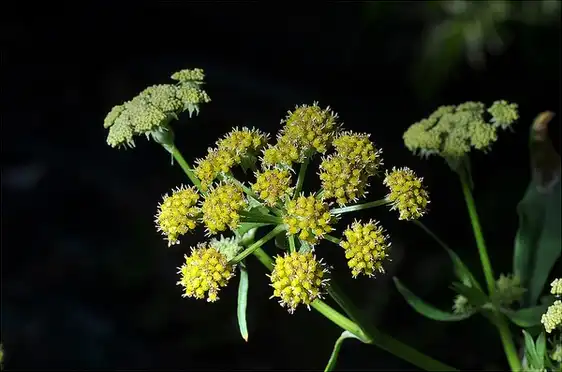 Photo of Levisticum officinale - Levisticum officinale:Christophe Quintin