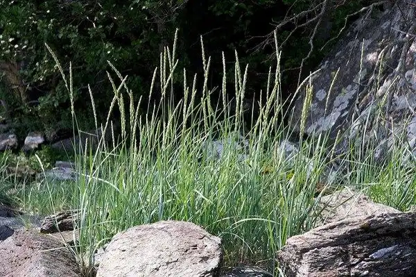 Photo of Leymus arenarius (Leymus arenariuss)