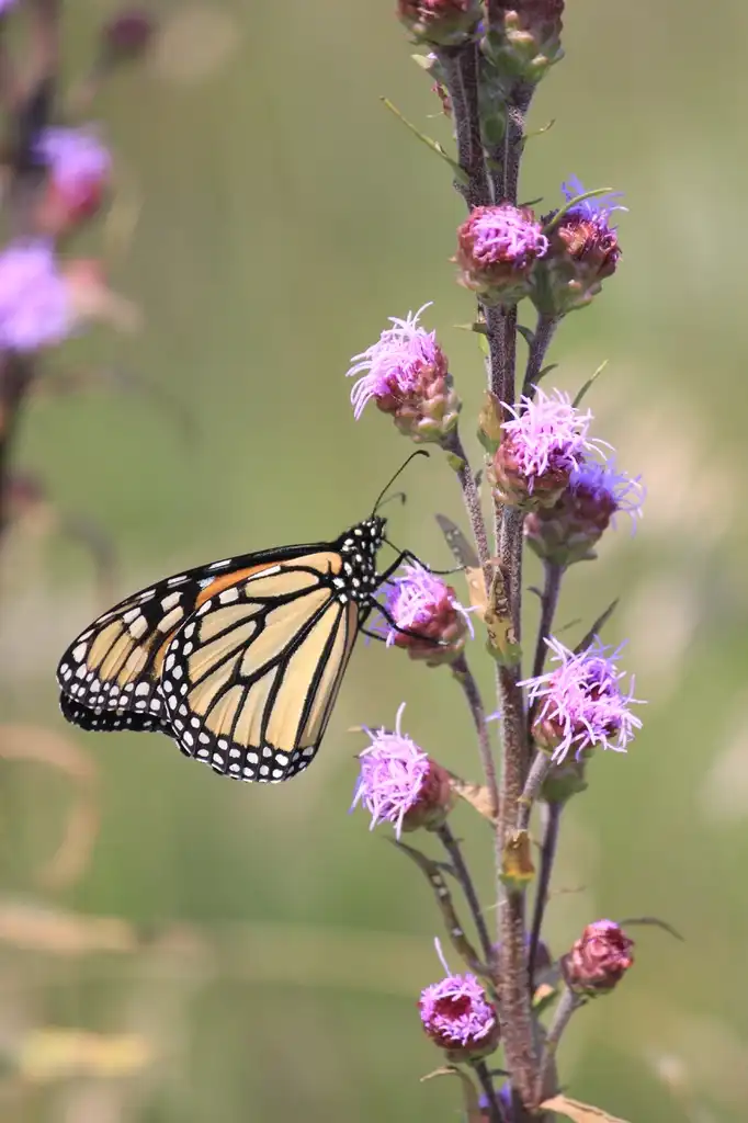 Foto de Liatris aspera (Liatris asperas)