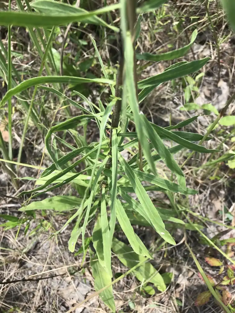 Foto de Liatris aspera (Liatris asperas)
