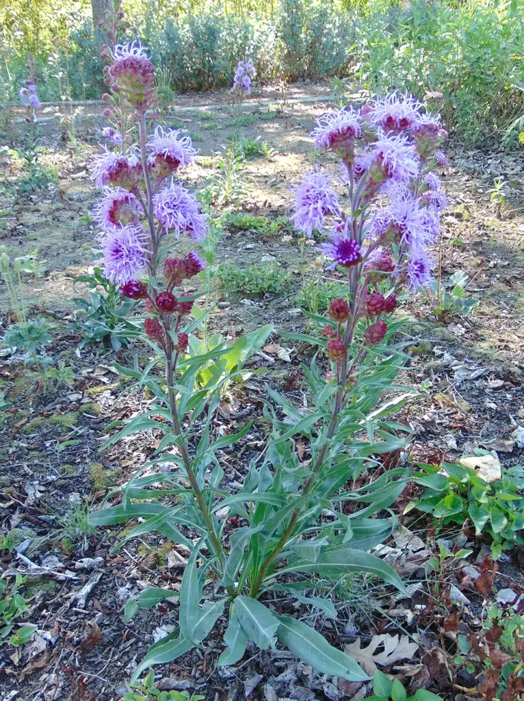 Foto de Liatris ligulistylis (Liatris ligulistyliss)