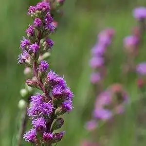 Foto de Liatris ligulistylis (Liatris ligulistyliss)