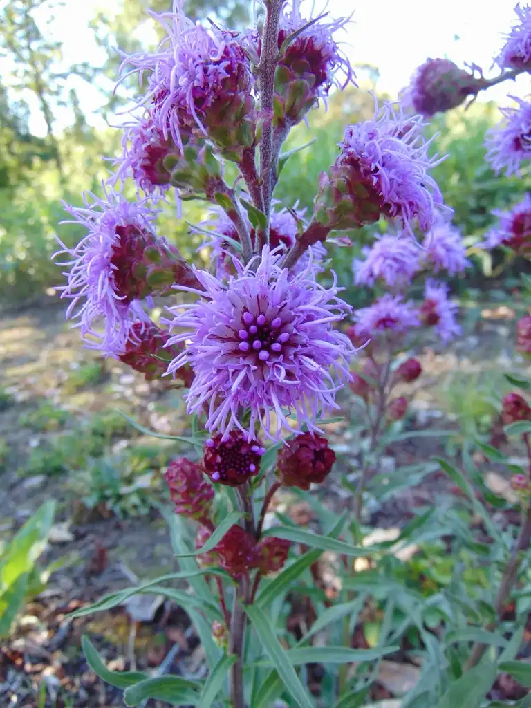 Foto de Liatris ligulistylis - Close up of flower:Nadiatalent