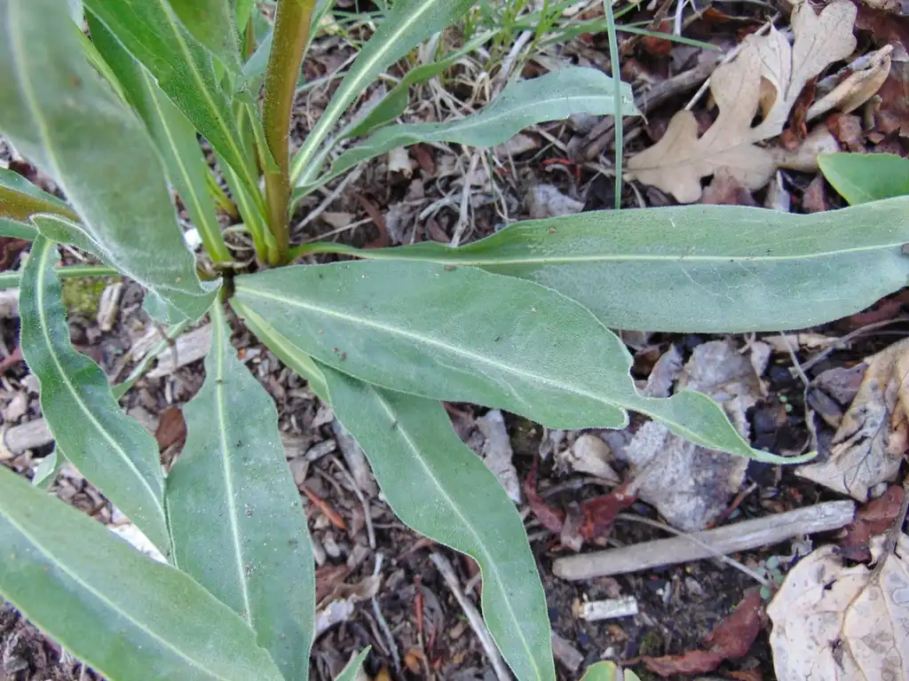 Foto de Liatris ligulistylis - Basal Leaves:Nadiatalent