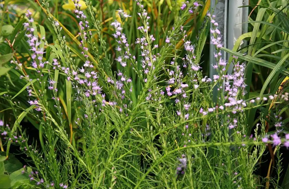 Foto de Liatris microcephala (Liatris microcephalas)