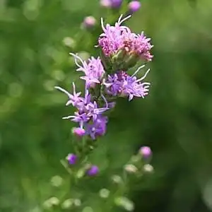 Foto de Liatris microcephala (Liatris microcephalas)