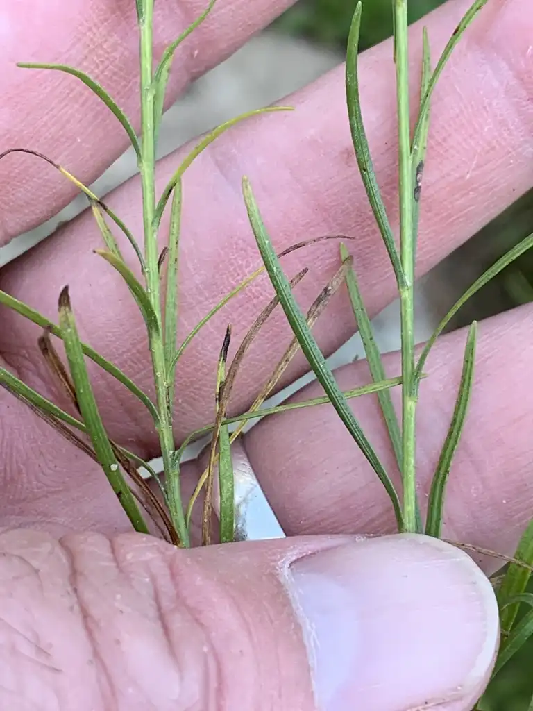 Foto de Liatris microcephala - Leaves:Dwayne Estes