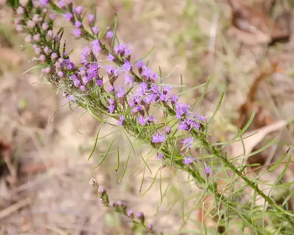 Photo of Liatris pilosa (Liatris pilosas)