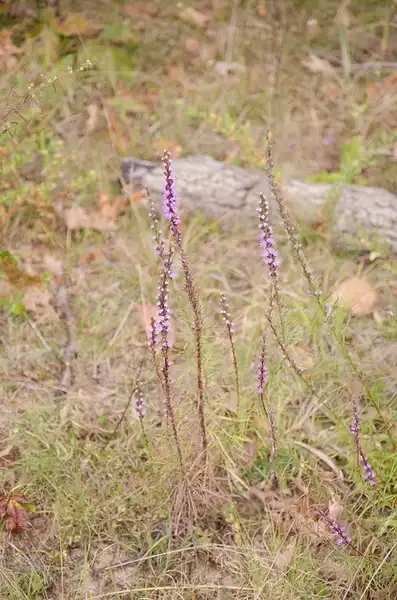 Photo of Liatris pilosa (Liatris pilosas)