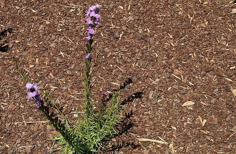 Photo of Liatris pilosa - Form:David J. Stang