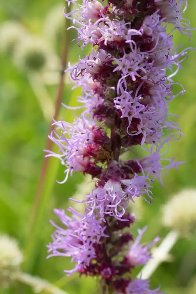 Фото Liatris pycnostachya (Liatris pycnostachyas)