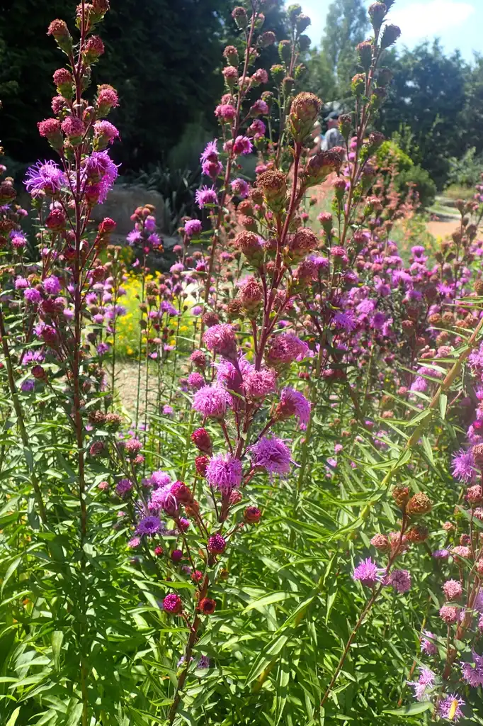 Photo of Liatris scariosa (Liatris scariosas)