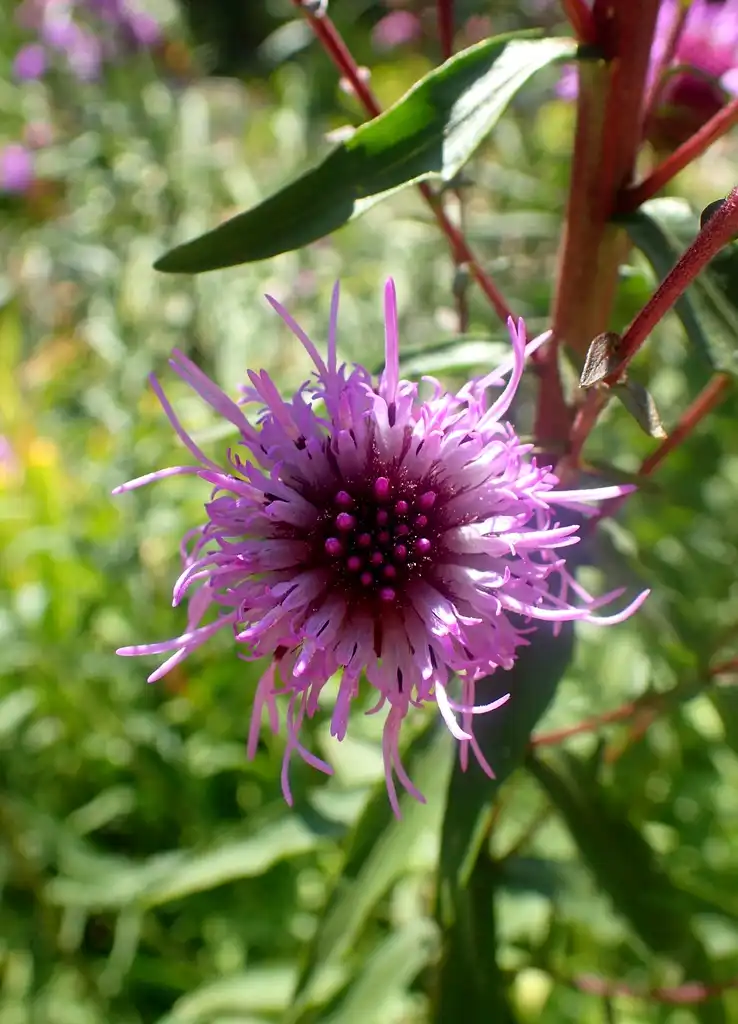 Photo of Liatris scariosa (Liatris scariosas)