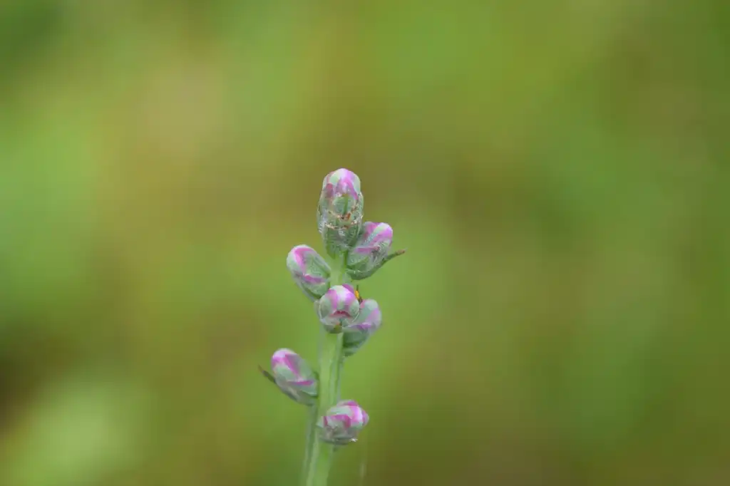 Photo of Liatris spicata var. resinosa (Liatris spicata var. resinosas)
