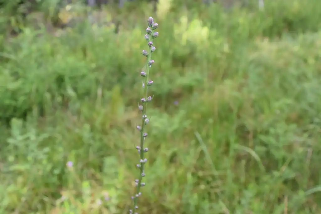 Photo of Liatris spicata var. resinosa (Liatris spicata var. resinosas)