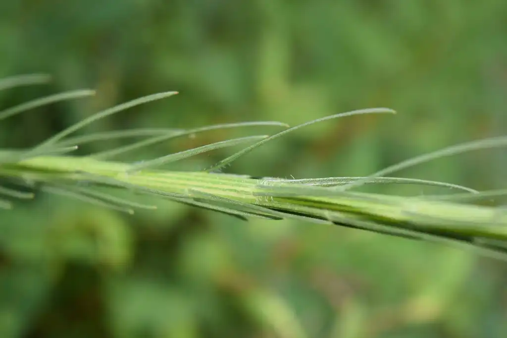 Photo of Liatris spicata var. resinosa - Close-up of stem leaves (August 15 in Jacksonville, Florida):Adam Arendell