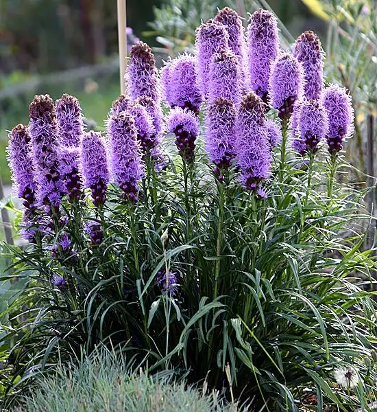 Foto de Liatris spicata (Liatris spicatas)