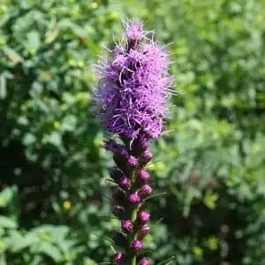 Foto de Liatris spicata (Liatris spicatas)