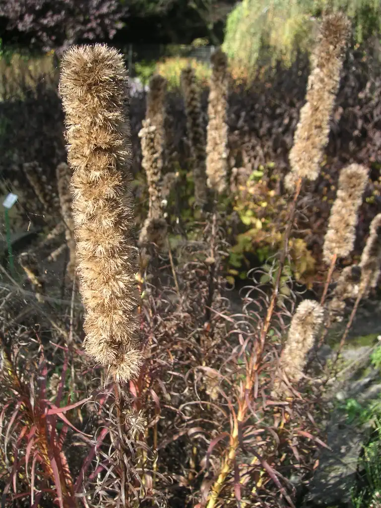 Foto de Liatris spicata - Fruits:Carstor