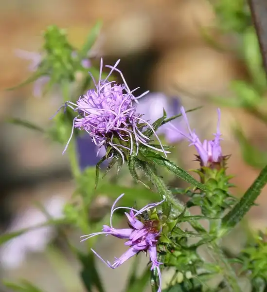Photo of Liatris squarrosa (Liatris squarrosas)