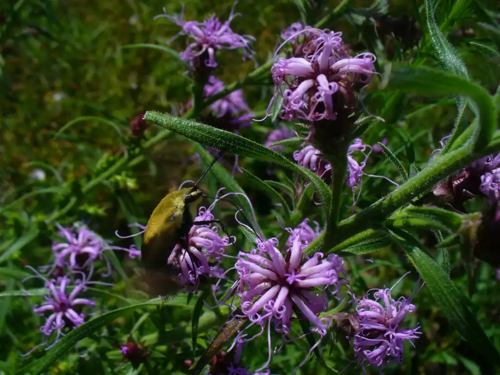 Photo of Liatris squarrosa - in summer in Moore county: flowers and leaves:Susan Strine
