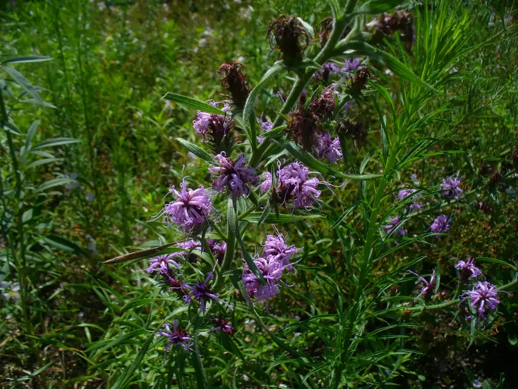 Photo of Liatris squarrosa - in summer in Moore county: flowers and leaves:Susan Strine