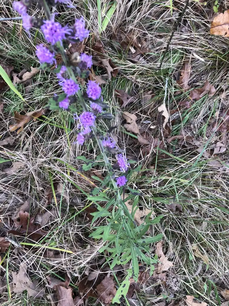 Photo of Liatris squarrulosa (Liatris squarrulosas)