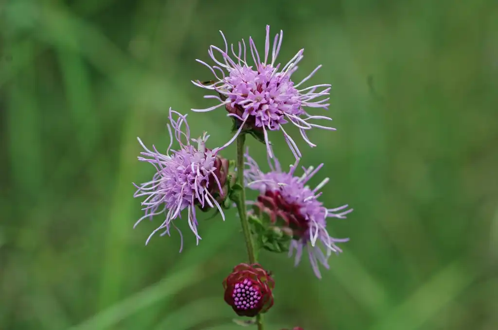 Photo of Liatris squarrulosa (Liatris squarrulosas)