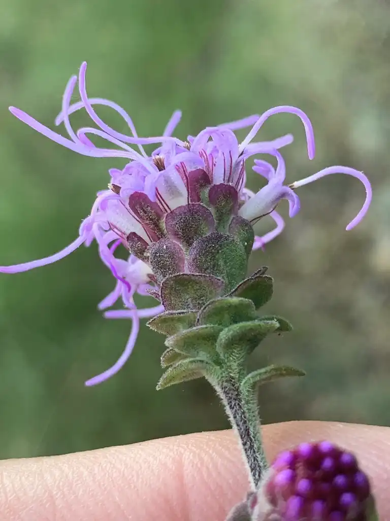 Photo of Liatris squarrulosa - Flowers and bracts:Dwayne Estes