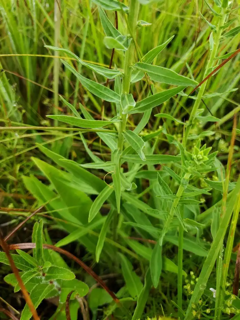 Photo of Liatris squarrulosa - Leaves and stem:Diana Soteropoulos