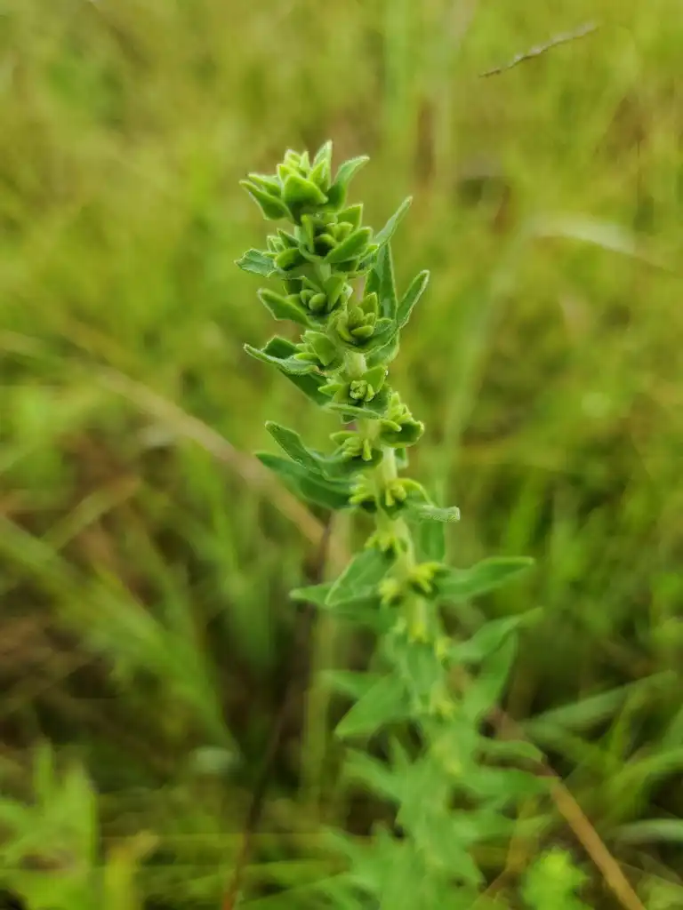 Photo of Liatris squarrulosa - Upper stem and leaves:Diana Soteropoulos