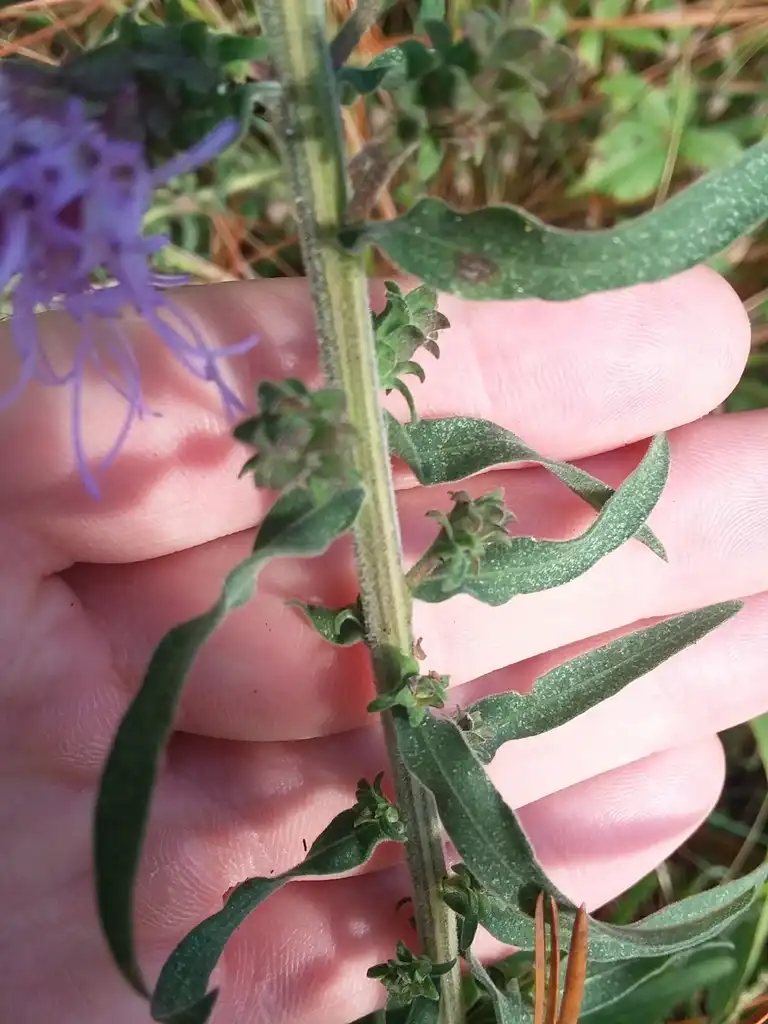 Photo of Liatris squarrulosa - Stem:Will McFarland