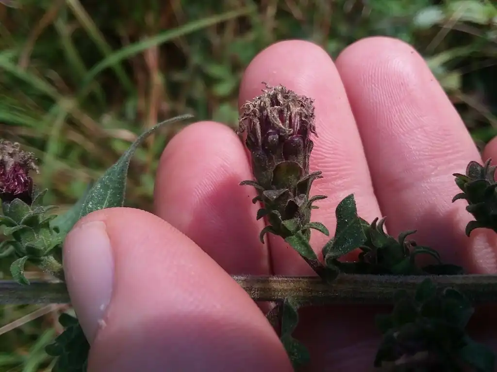 Photo of Liatris squarrulosa - Achenes forming:Will McFarland