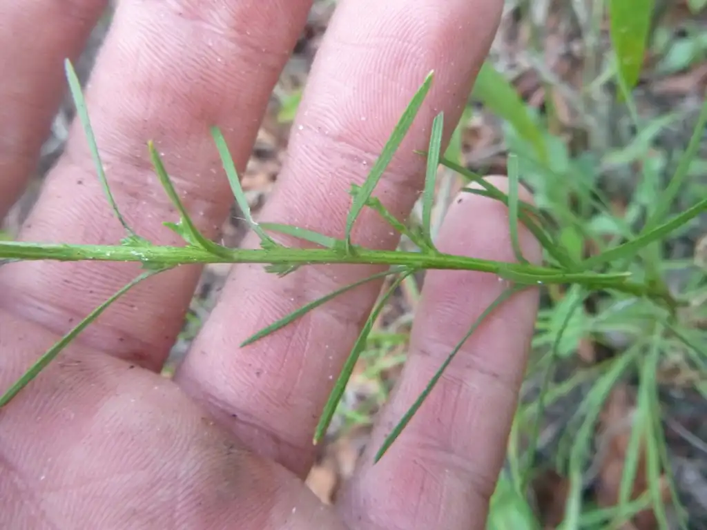 Photo of Liatris virgata (Liatris virgatas)