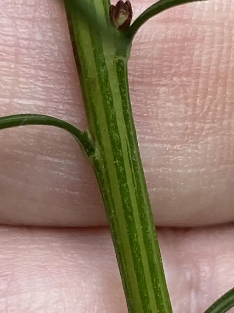 Photo of Liatris virgata (Liatris virgatas)