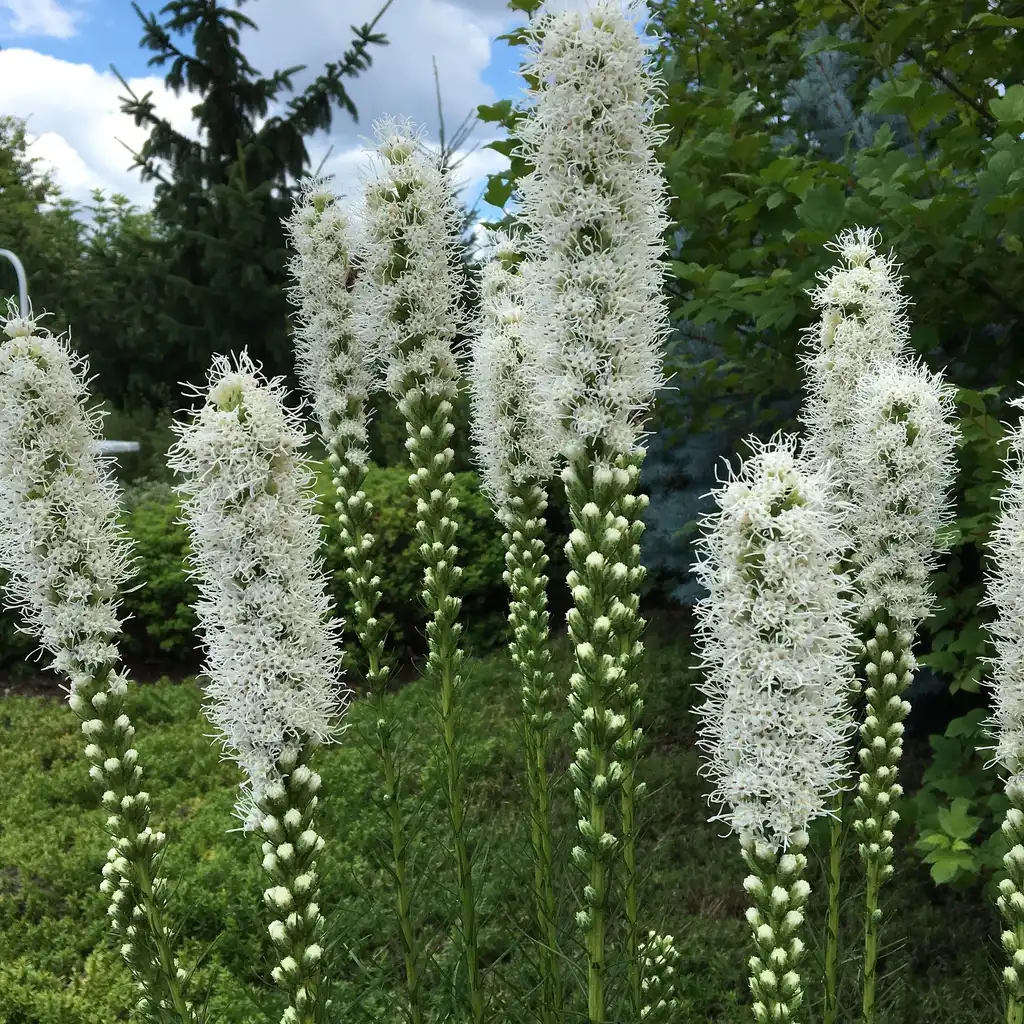 Photo of Liatris (Liatriss)