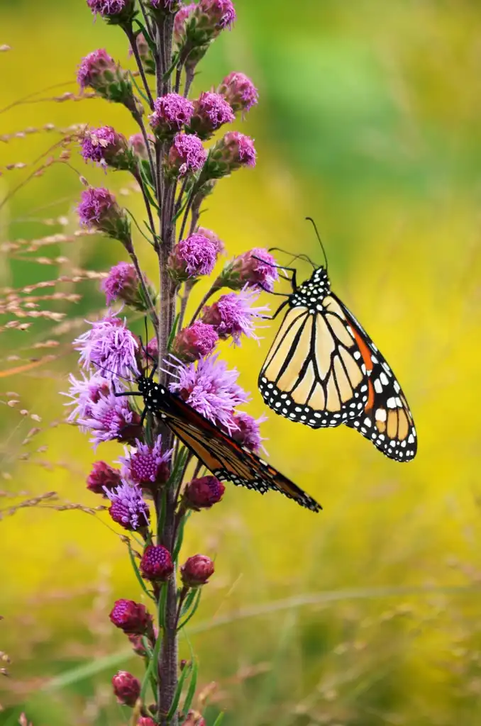 Photo of Liatris - Flower with Monarch butterfly:USFWS Midwest Region