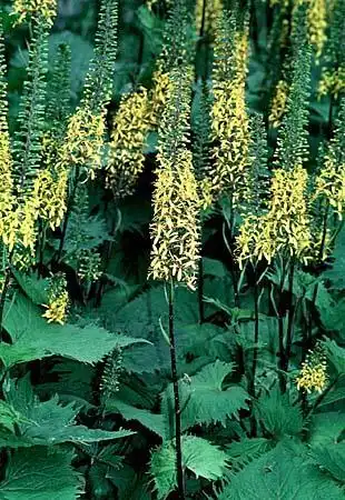 Фото Ligularia stenocephala (Ligularia stenocephalas)