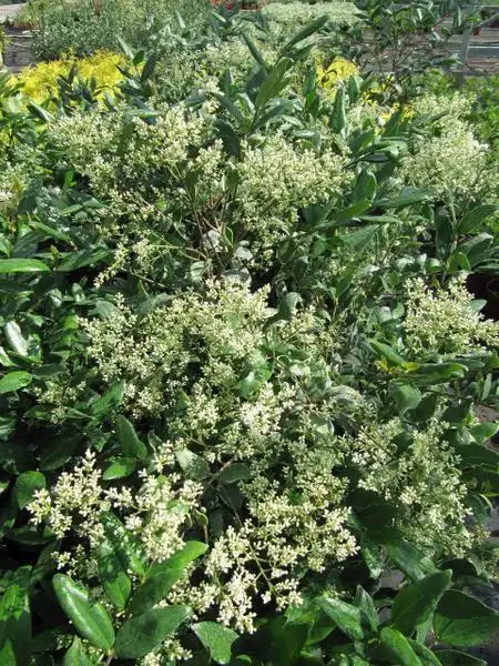 Photo of Ligustrum japonicum (Ligustrum japonicums)