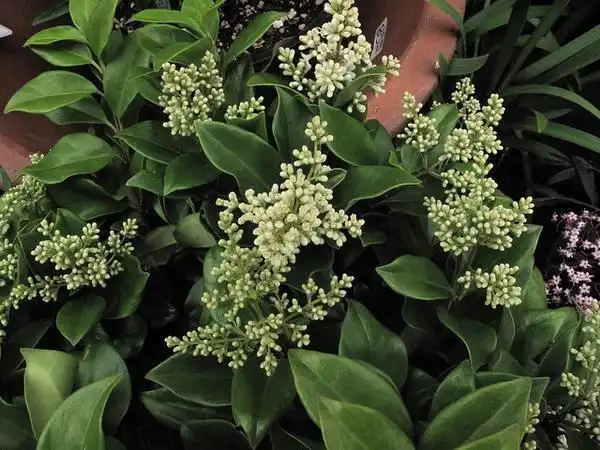 Photo of Ligustrum japonicum (Ligustrum japonicums)