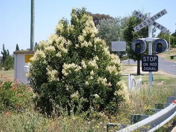Foto de Ligustrum lucidum (Ligustrum lucidums)