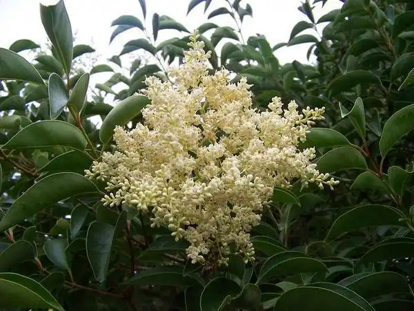 Foto de Ligustrum lucidum (Ligustrum lucidums)