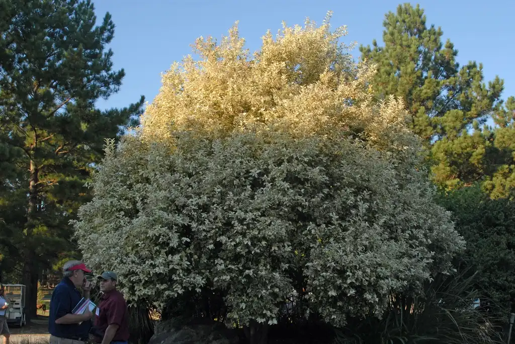 Foto de Ligustrum lucidum - Ligustrum lucidum 'Excelsum Superbum' Form:Jim Robbins