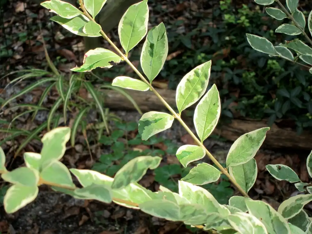 Фото Ligustrum sinense 'Variegatum' (Ligustrum sinense 'Variegatum's)