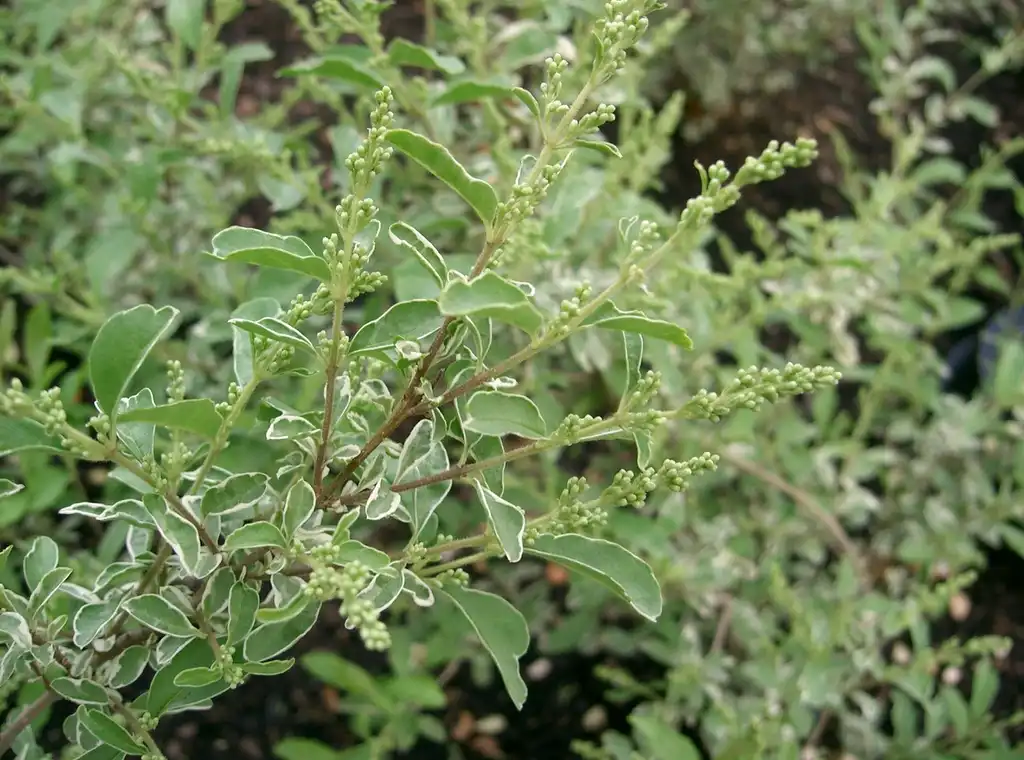 Фото Ligustrum sinense 'Variegatum' (Ligustrum sinense 'Variegatum's)