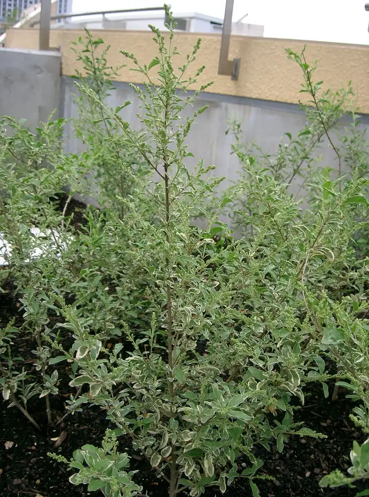 Фото Ligustrum sinense 'Variegatum' - Form:KENPEI