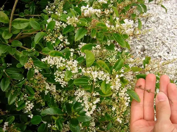 Photo of Ligustrum sinense (Ligustrum sinenses)