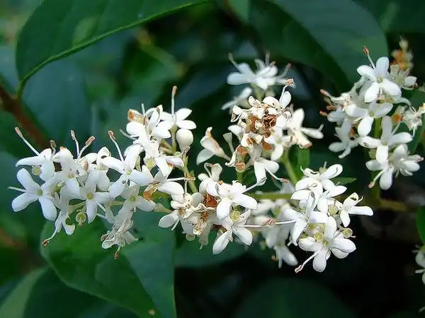 Photo of Ligustrum sinense (Ligustrum sinenses)